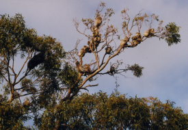Snake Island - Koalas