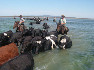 Herding cattle out to Snake Island